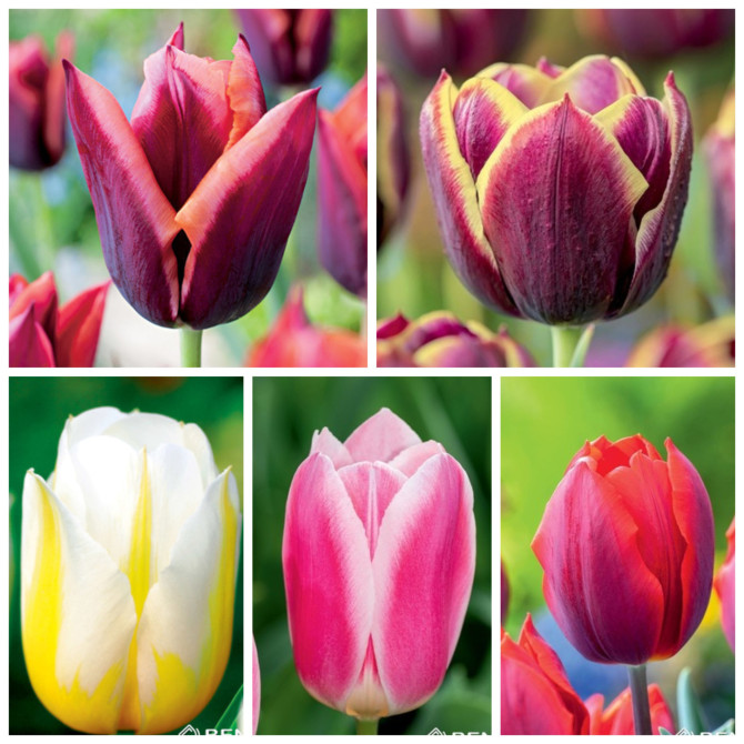 Tulpes Triumfa Nr.12 11/12 250gb