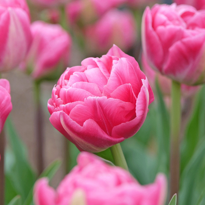Tulpes pildītās VOQUE 11/12 50gab