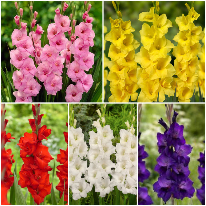 Gladiolas lielziedu Izlase 10/12 5šķ. 150gab