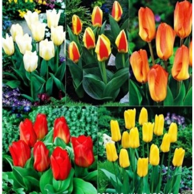 Tulpes zemās Fostera gr. 10/11 5šķ. 125gab